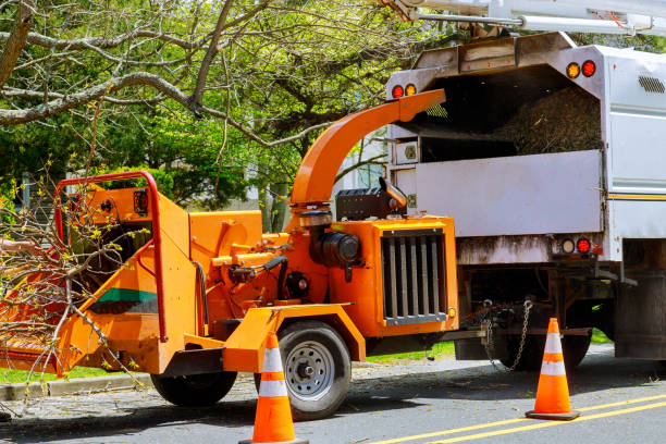 Professional Tree Removal and Landscaping Services in Salamanca, NY